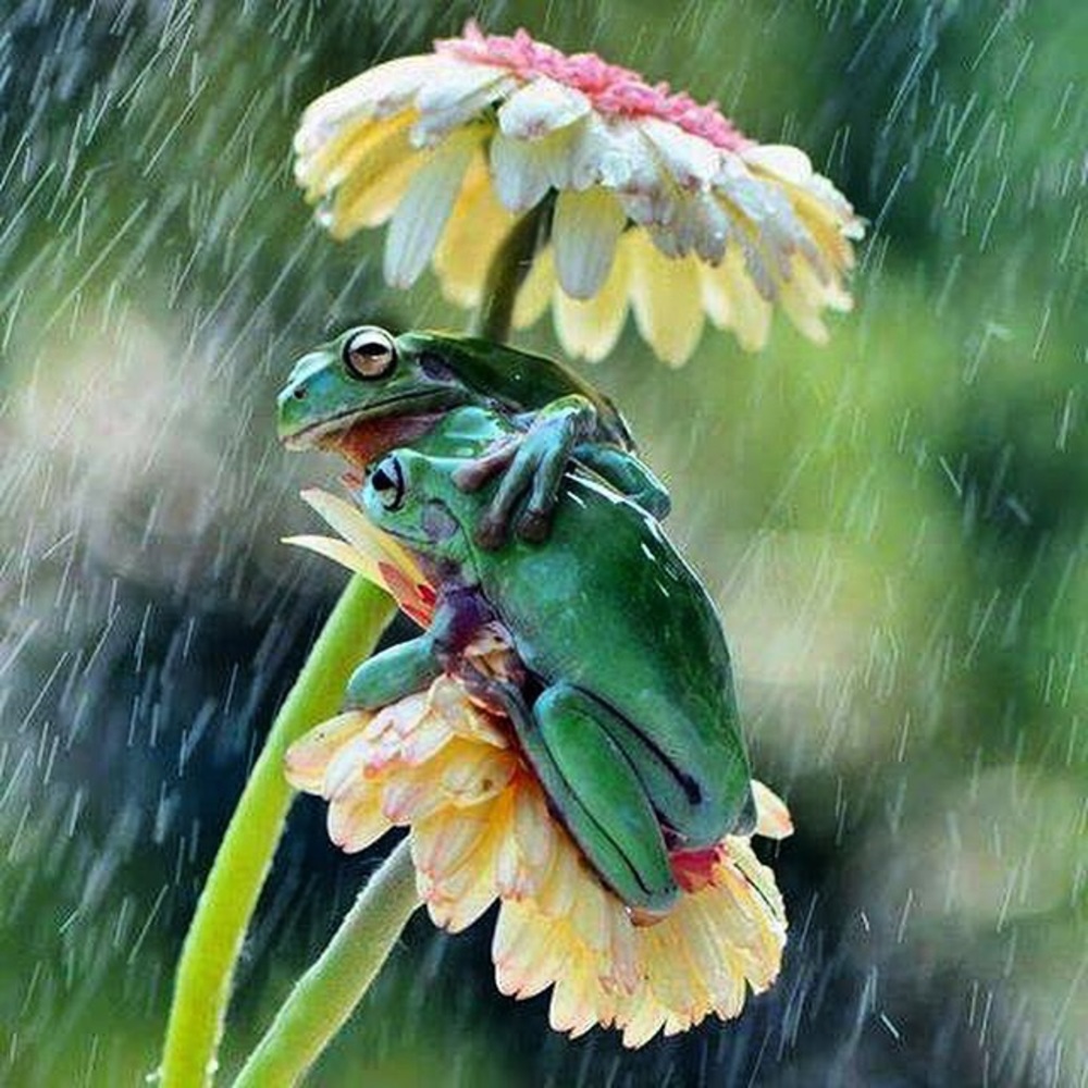 Just me. Thank Y’all Bunches ~Bunny~